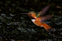 Allen's Hummingbird
