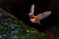 Allen's Hummingbird