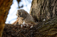 Great Horned Owl Chick