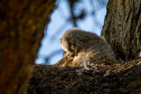 Great Horned Owl Chick