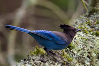 Stellar Jay