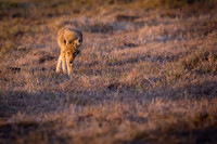 Coyote at sunset