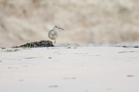 Wimbrel with seaweed