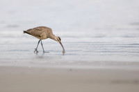 Wimbrel hunting