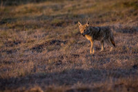Coyote at sunset