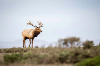 Tule Elk poses