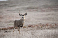 Buck takes a wary stance