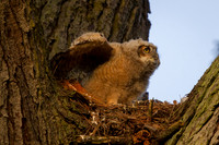 Great Horned Owl Chick
