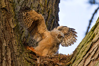Great Horned Owl Chick