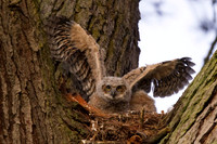 Great Horned Owl Chick