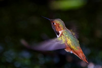 Allen's Hummingbird