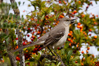 Mockingbird