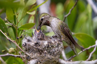 Anna's Hummingbird
