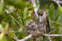 Anna's Hummingbird