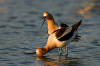 Avocet Pair