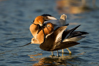 Avocet Pair with Voyeur