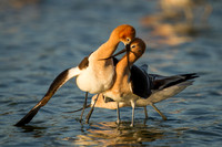 Avocet Pair