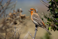 House Finch (Male)