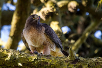 Red-Tailed Hawk