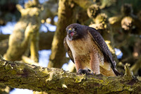 Red-Tailed Hawk