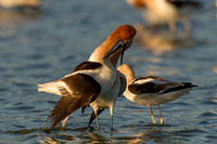 Avocet Pair with Voyeur