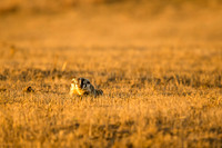 Badger