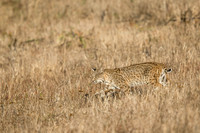 Bobcat