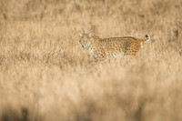 Bobcat