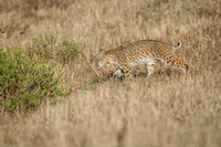 Bobcat