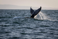 Humpback Whale tail