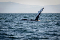 Humpback whale fin