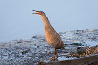 Clapper Rail