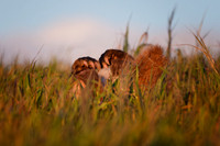 Close up of American Badger claws