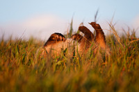 American Badger has a nap