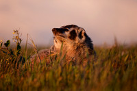 American Badger