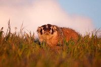 American Badger