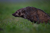 American Badger