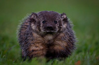 American Badger