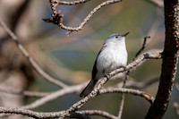 Blue-Gray Gnat-Catcher