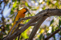Bullock's Oriole