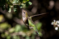 Anna's Hummingbird