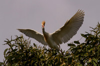 Cattle Egret