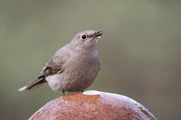 Townsend's Solitaire