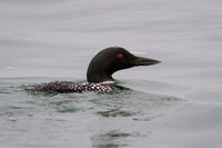 Loon