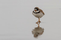Semi-Palmated Plover