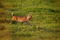 Young Bobcat with Pocket Gopher