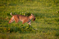 Young Bobcat with Pocket Gopher