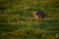 Bobcat on a sunset hunt