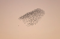 2023 Murmuration
