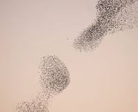 2023 Murmuration